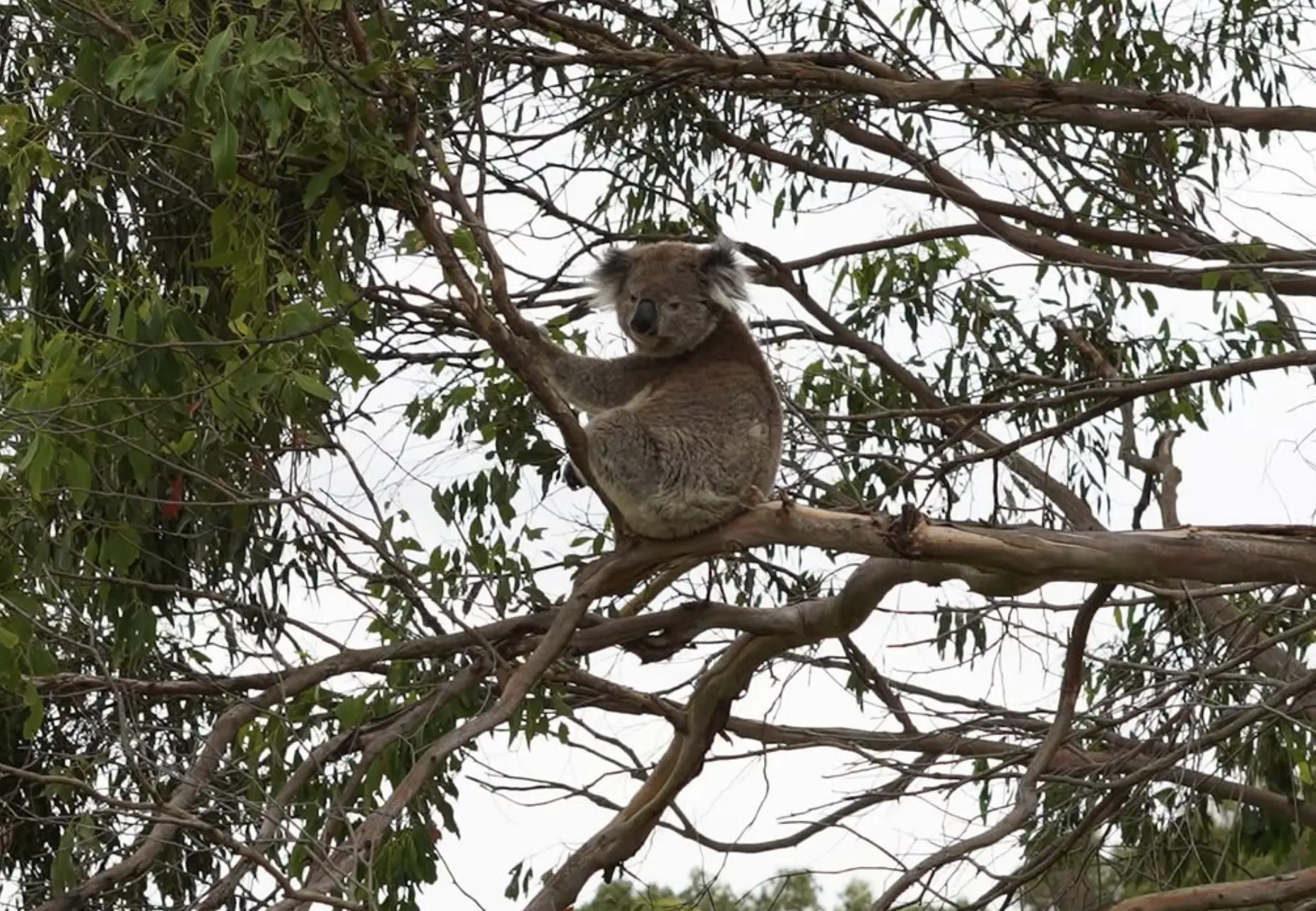 Tower Hill Wildlife Reserve