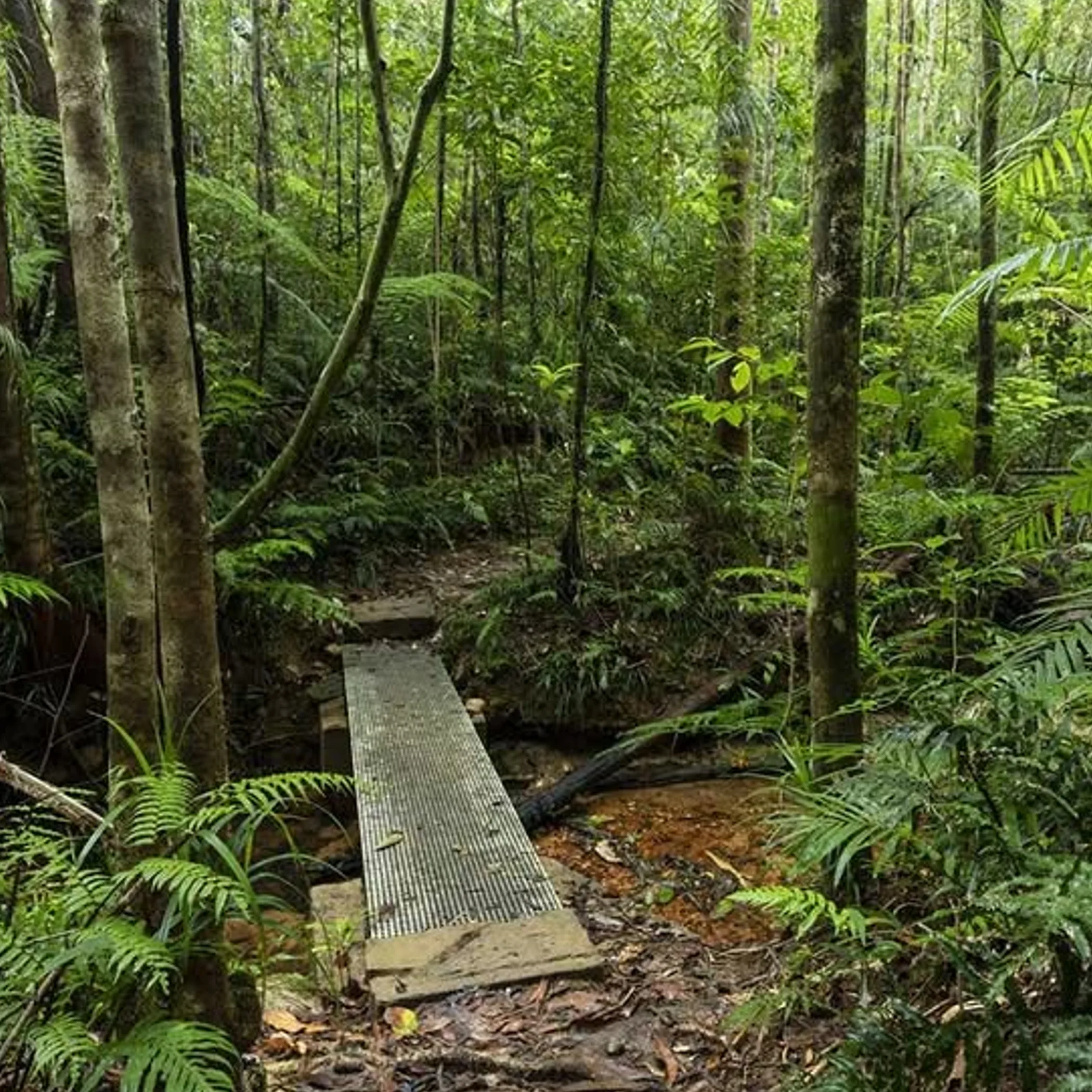 uneven rainforest hiking track