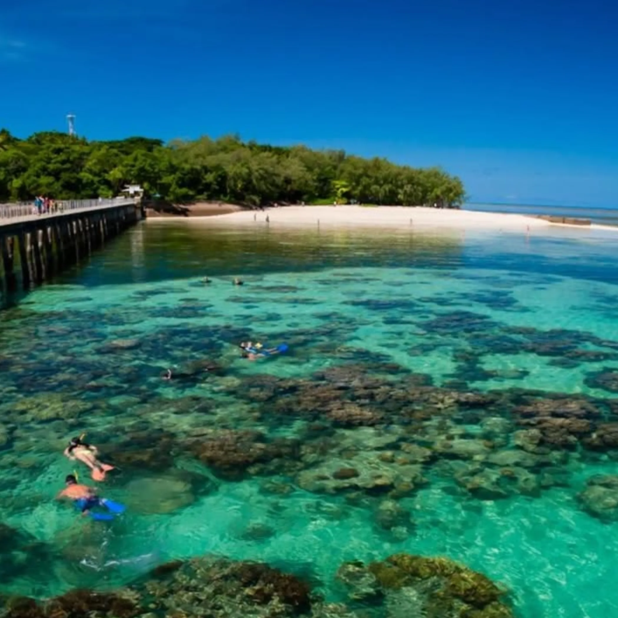 snorkelers over vibrant coral reef
