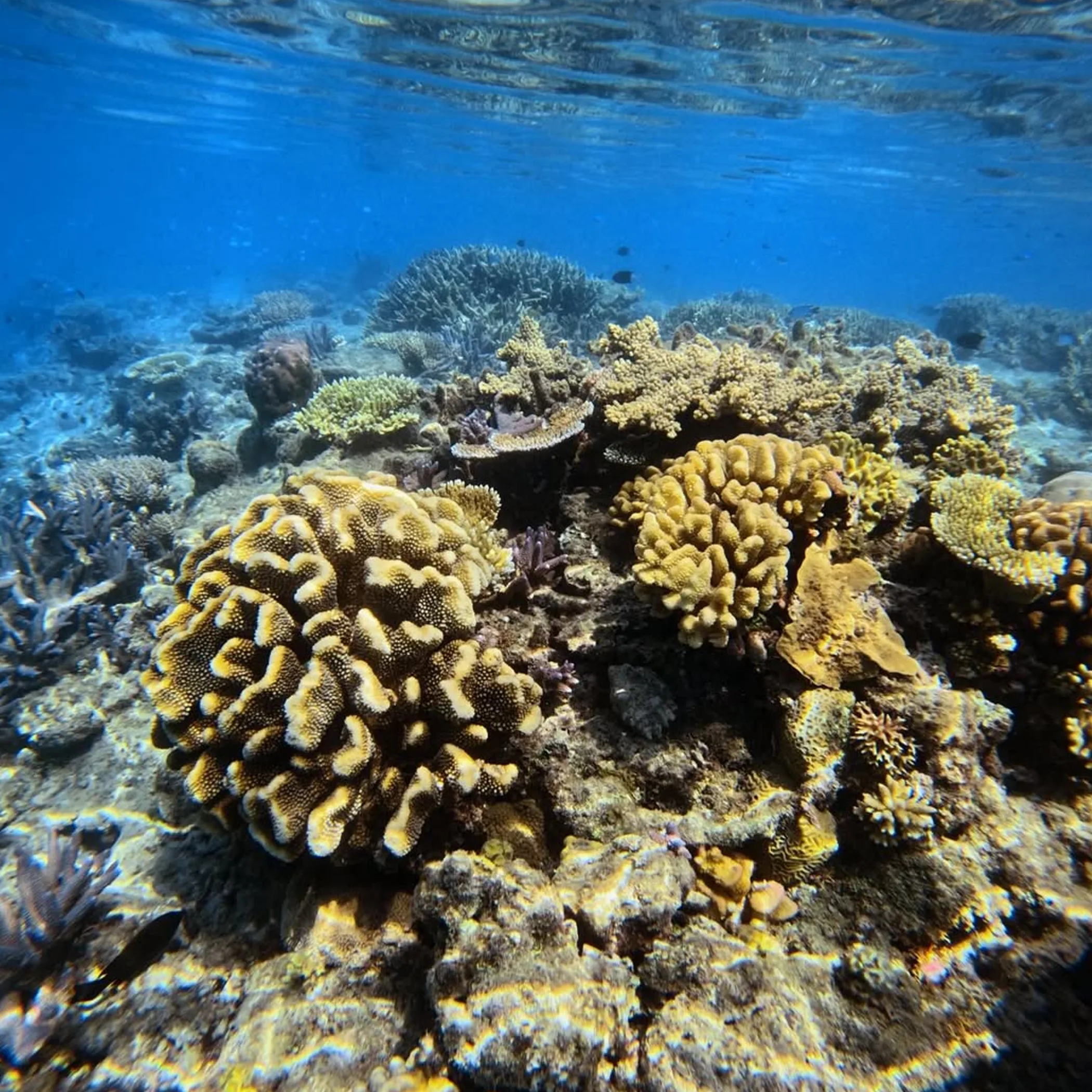 well-lit reef photograph