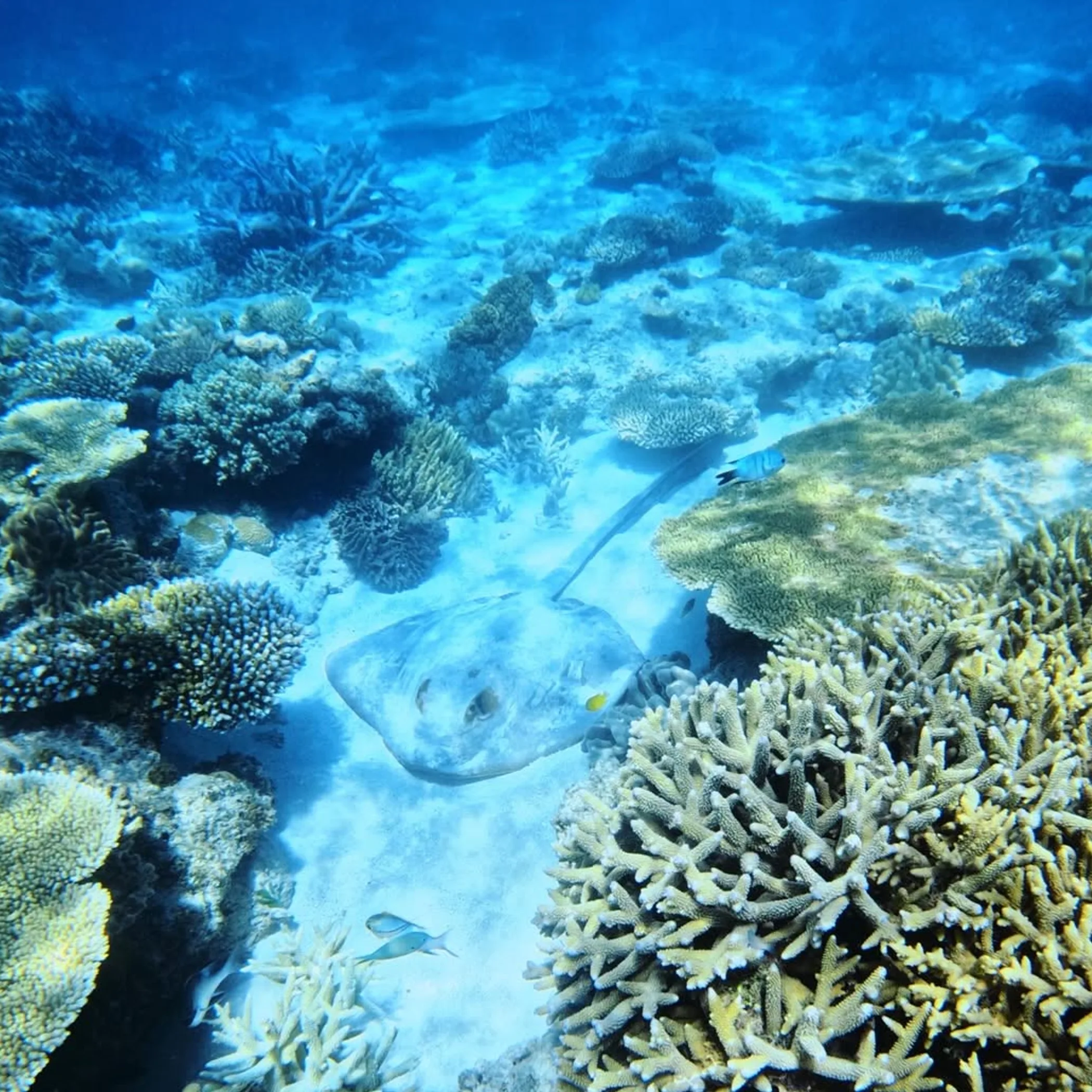 great barrier reef snorkeling with marine life