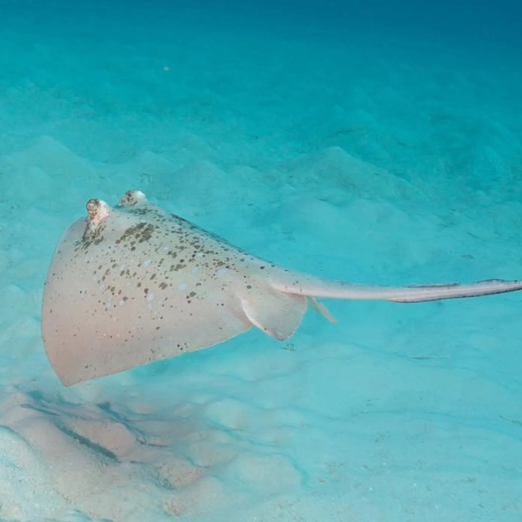 underwater marine life Iy