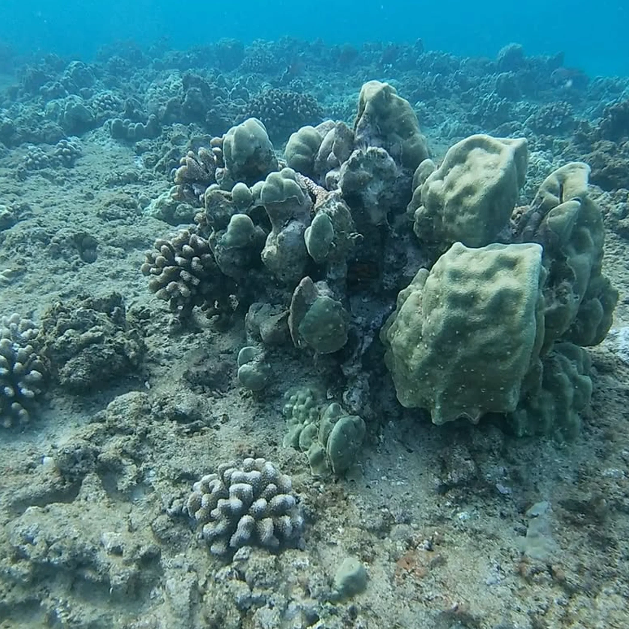 clear, well-lit reef photograph