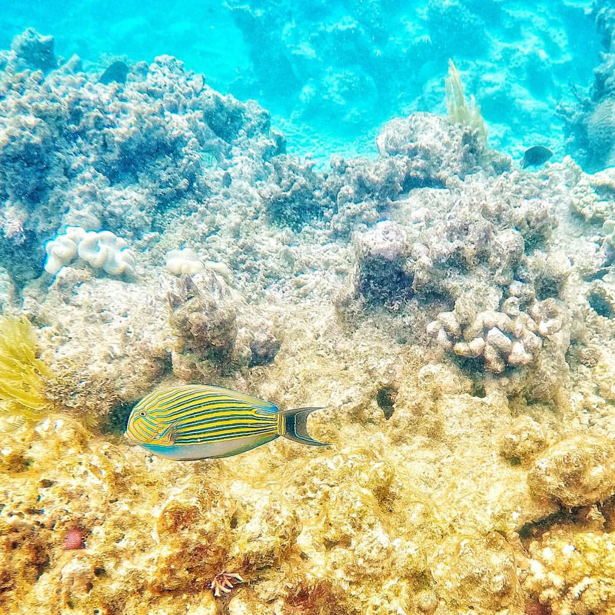 coral reef with marine life