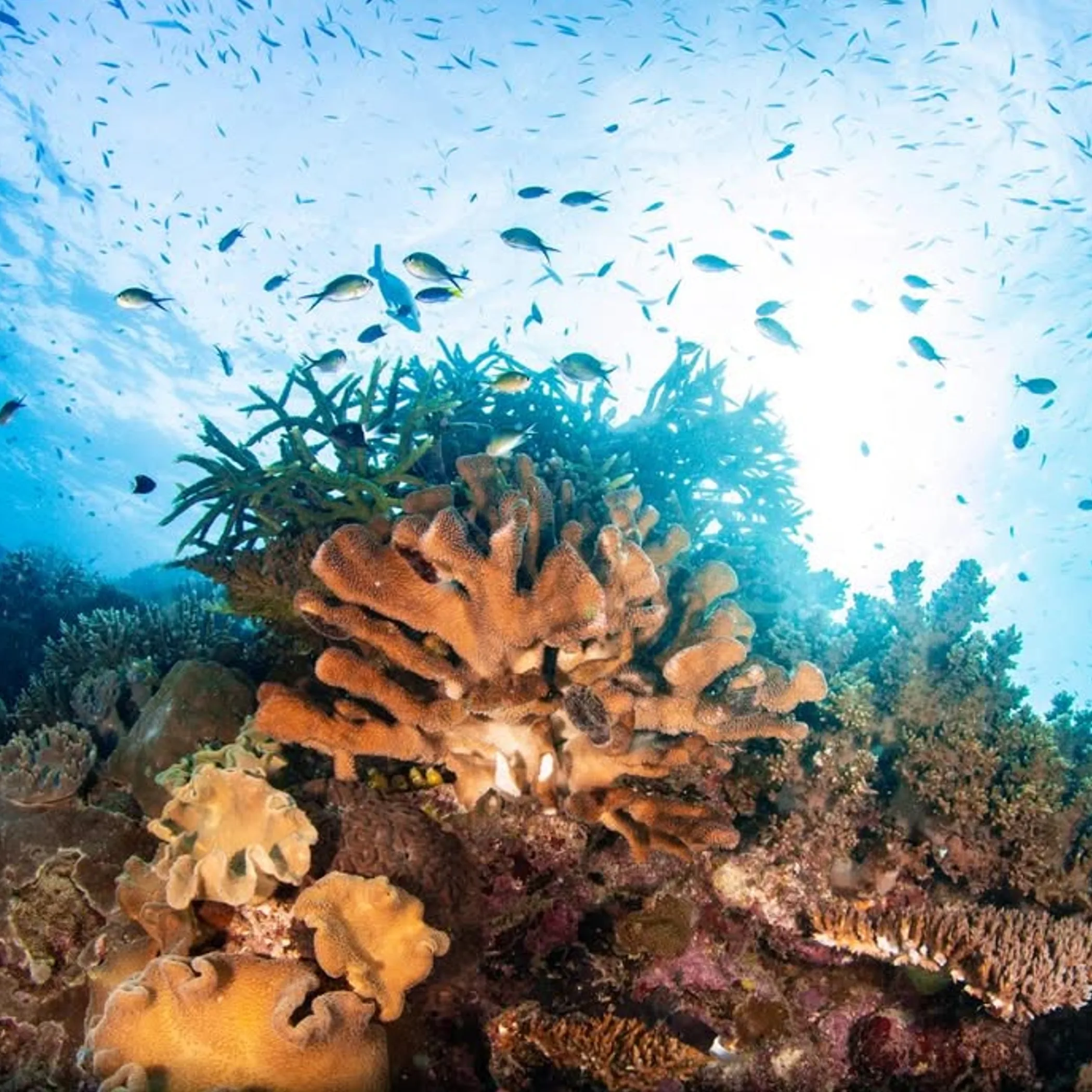 underwater reef with fish