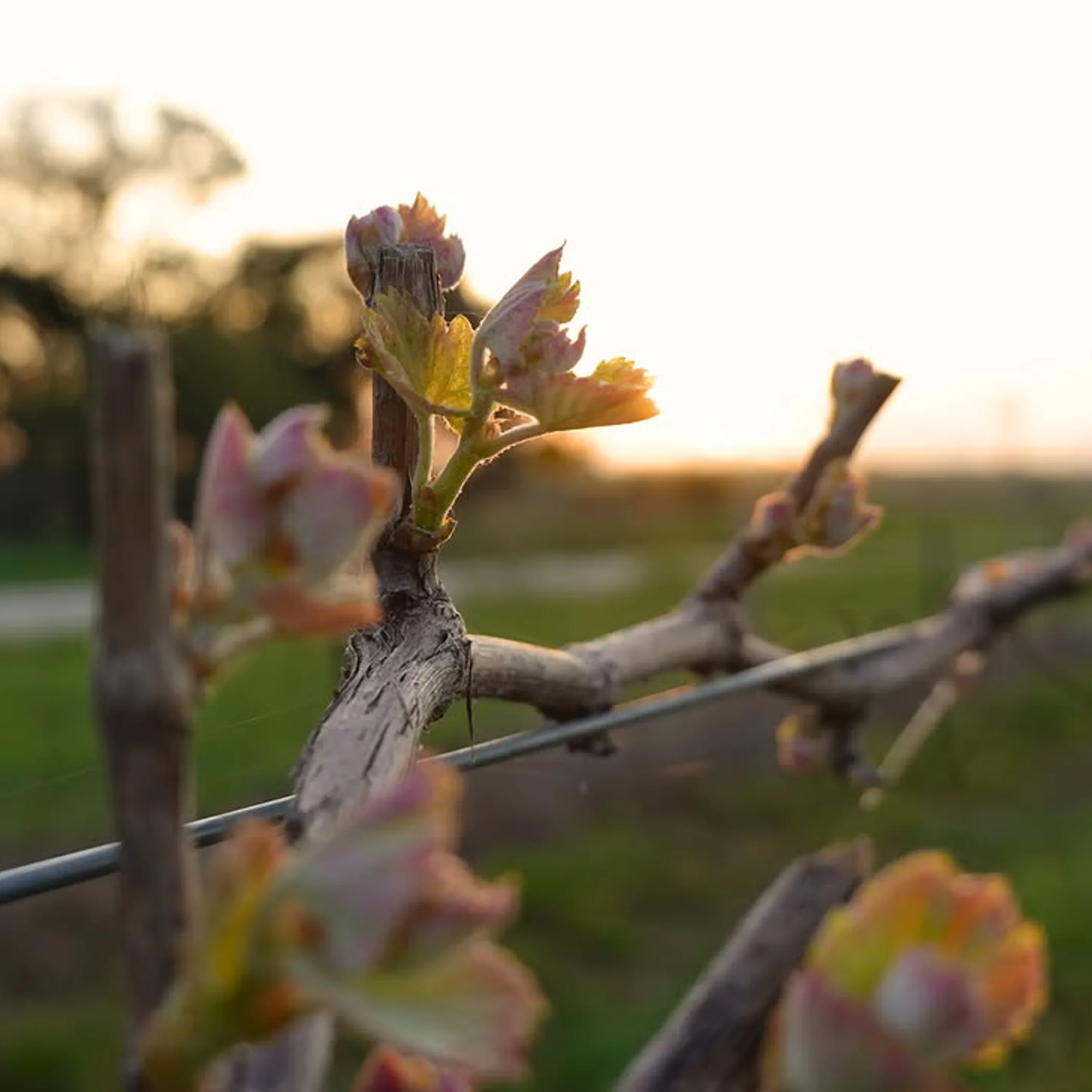 seasonal vineyard growth