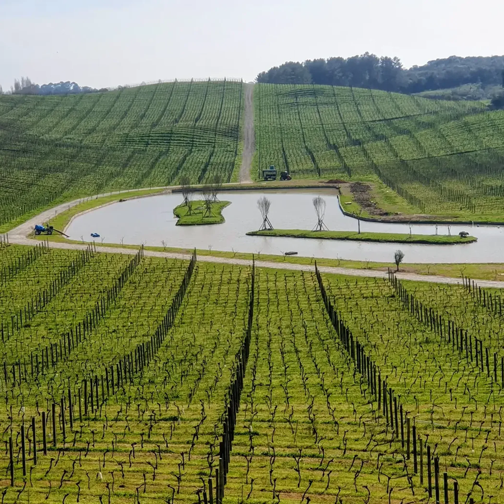 australian wine-country scenery