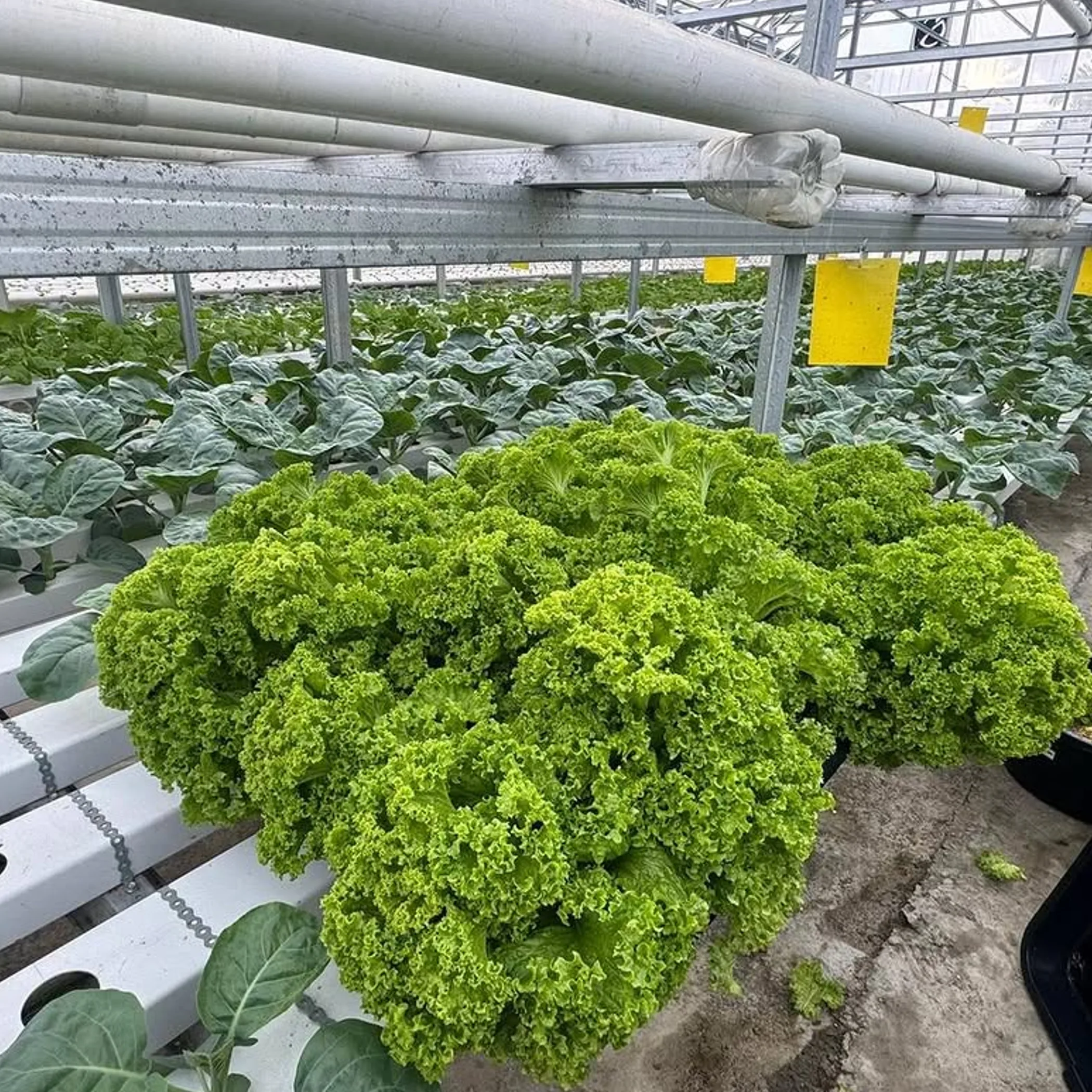 commercial agribusiness technology